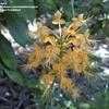 Thumbnail #4 of Platanthera ciliaris by xyris