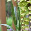 Thumbnail #3 of Ledebouria cooperi by tenlilelves