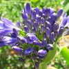 Thumbnail #3 of Agapanthus  by DonnaA2Z