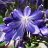Thumbnail #4 of Agapanthus  by DonnaA2Z