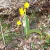 Thumbnail #4 of Erythronium grandiflorum by fitznation