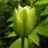 Thumbnail #2 of Tulipa  by Todd_Boland
