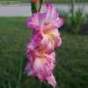 Thumbnail #2 of Gladiolus x hortulanus by KSBaptisia
