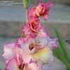 Thumbnail #3 of Gladiolus x hortulanus by KSBaptisia