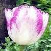 Thumbnail #2 of Tulipa  by poppysue