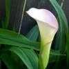 Thumbnail #4 of Zantedeschia  by DreamOfSpring