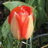 Thumbnail #4 of Tulipa  by bmuller