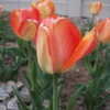 Thumbnail #5 of Tulipa  by GardeningMommy