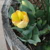 Thumbnail #1 of Tulipa  by bmuller