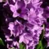 Thumbnail #2 of Hyacinthus orientalis by RosinaBloom