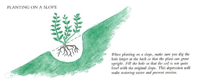 planting on a slope