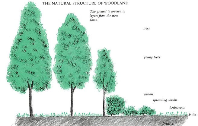 natural structure of woodland