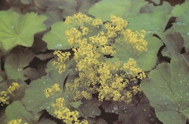 alchemilla mollis