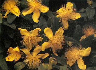 hypericum St. Johns wort