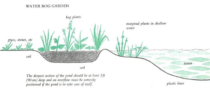 water bog garden