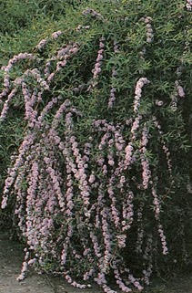 buddleia alternifolia