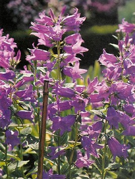 campanula latifolia