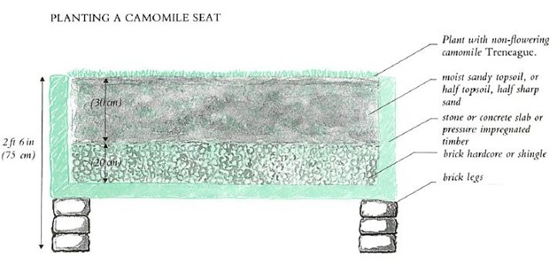 planting a camomile seat