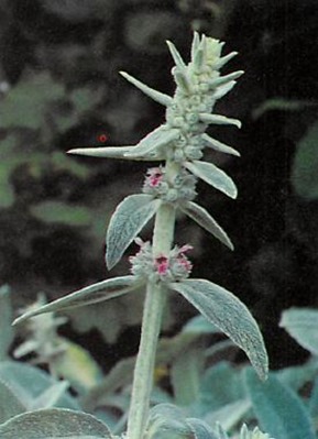 stachys lanata