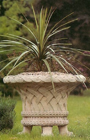 cordyline australis