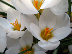 Crocus