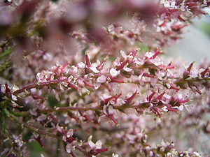 Tamarix gallica in flower