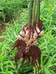 growing ginger root