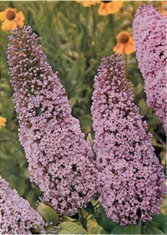 buddleia davidii - butterfly bush blooms late in summer