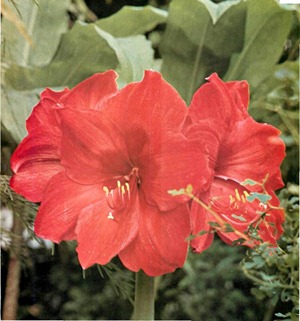 hippeastrums, also known as amaryllis, are tender bulbous plants for the greenhouse or home