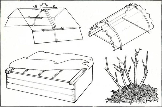 protecttion for grey or wolly-leaved rock plants can be provided by cloches of glass or plastic or a frame with sacking on top 