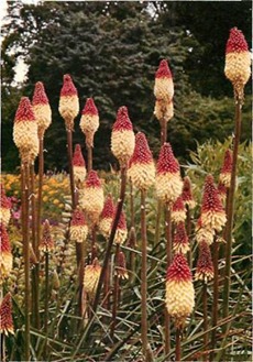 Red-hot pokers more than justify their name: this bi-coloured hybrid is an interesting modem variation.