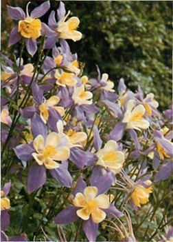 aquilegias grow wild in southern Europe. In gardens they are easily raised in sun or shade, in most soils