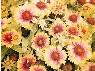 gaillardia goblin 