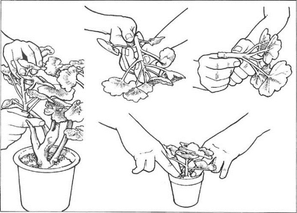 taking pelargonium cuttings