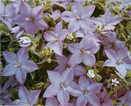 campanula isophylla 