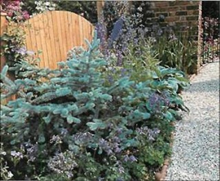 Dark blue columbines set off an eye-catching blue-leaved conifer which complements other blue flowers and shrubs.