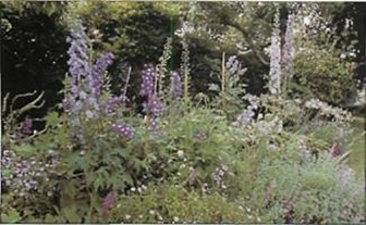 Tall delphiniums are ideal for giving height to a blue border and combine well with pansies, agapanthus and catmint.