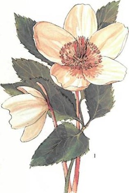 helleborus niger