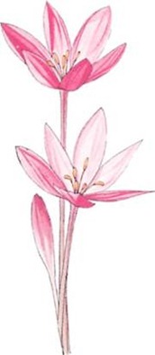 colchicum