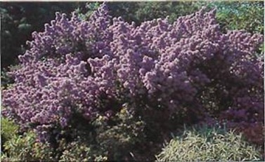 Ceanothus is unrivalled among shrubs for its flower colours, ranging from powder blue to indigo, depending on variety.