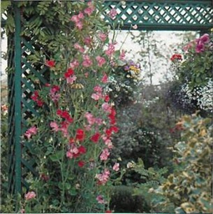 Sweet pea is a favourite for the pergola. Another annual for a display in pastel shades is morning glory (Ipomoea).