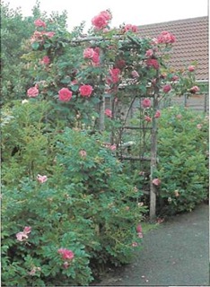 You can use a rose arch to separate a paved area from the lawn, creating 'rooms' in the garden.