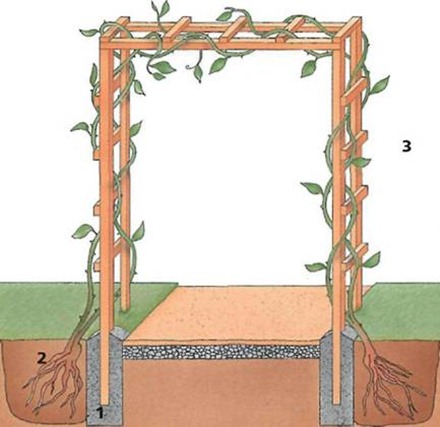 starting a rose arch