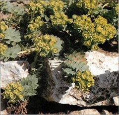 Alpine spurges are ideal plants for the dry stone wall, with a spreading growth habit that covers crevices.