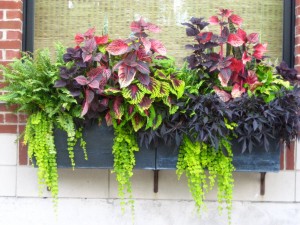 window flower boxes