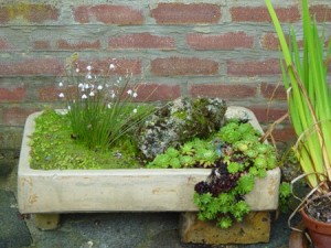 sink garden