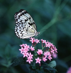 attracting butterflies in the country garden
