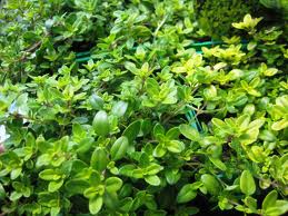 Benefits of small gardens - growing herbs in borders