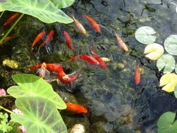 Choosing Fish for the Garden Pond