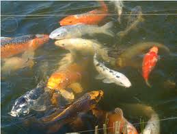 Feeding Fish in the Garden Pond